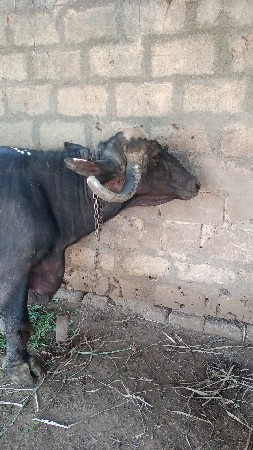 ભેંસ વેચવાની છે