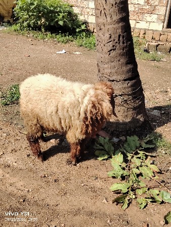 ઘેટી વેચવાની છે