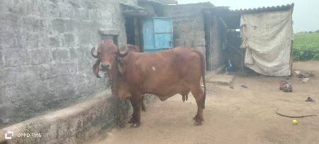 ગાય વેસવાની છે