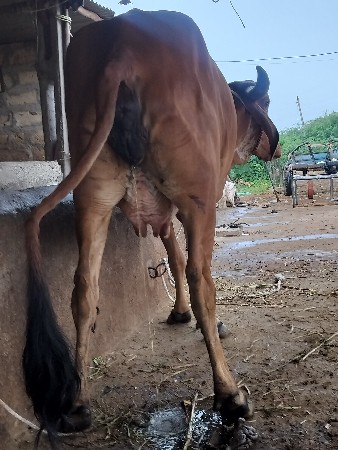 ગાય દેવાનિછે