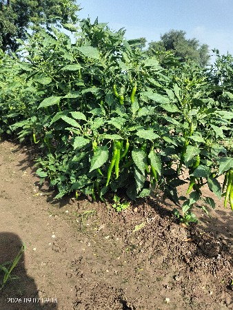 આ લીલા મરચા વેસવાના છે