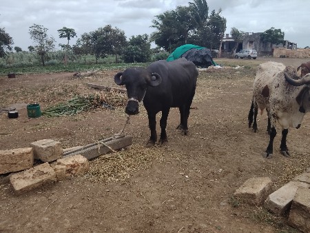 આખડેલી વેચવાની છે