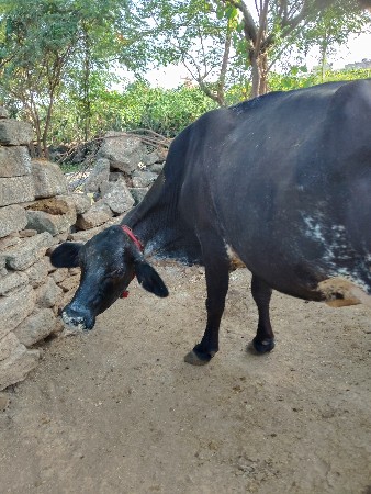ક્રોસ ગાય વેચવાની છે