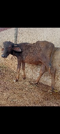 આ જાફરાબાદી પાડી વેચવાની છે