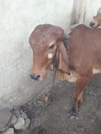 ગીર વોડકી વેચવાની છે