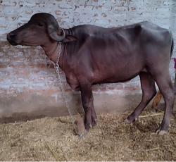2 ખડાઈ વેચવાની છે.
