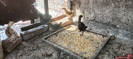 સોનાલી મુરઘીના બચ્ચા વેચવાના છે