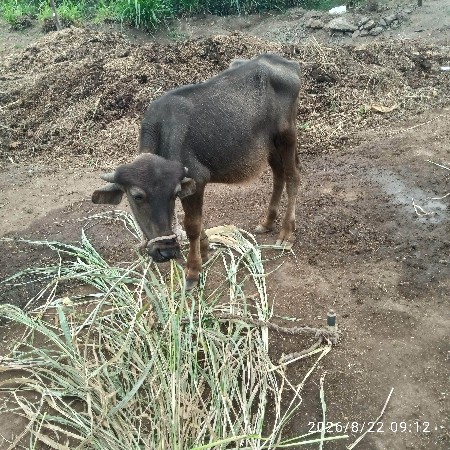 ધાનાભાઈ ્ગઢવી