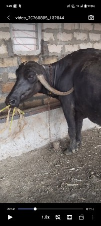 આ ભેંશ વેસવાની છે