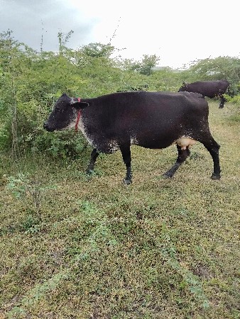 krosh gay vecvani see
