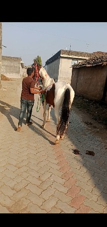 આ ઘોડી વેચવાની છે