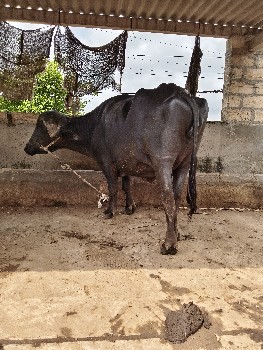 ખડેલી