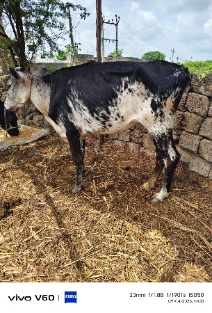 4 Hf હોડકા