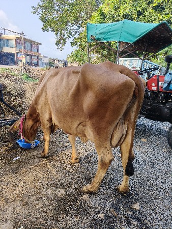 ગીર ક્રોસ