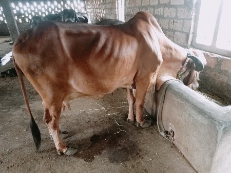 ગાયમફતદેવાનીશેશાશવેએને