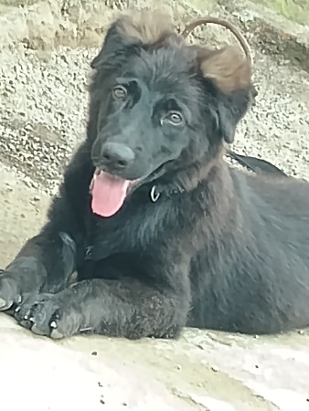 jaypal sinh jadeja