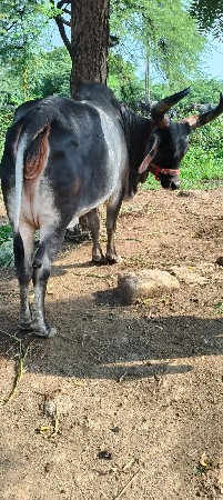 ગાય વેચવાની છે