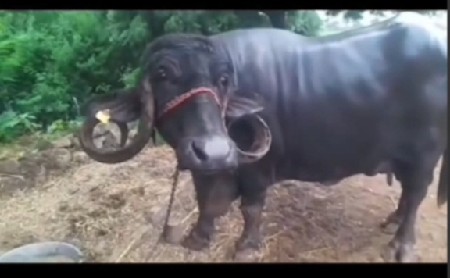 ભેંસ વેચવાની છે