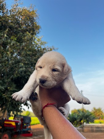 લેબ્રાડોર