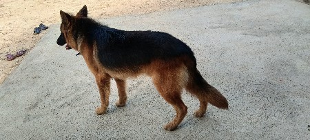 gsd vesvano se