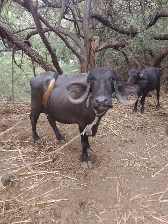 જામખંભાળિયા