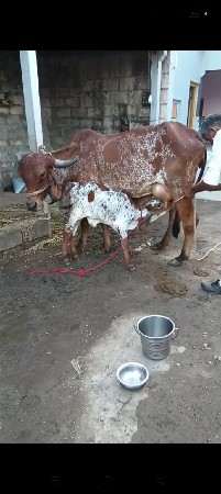 પેલું વેતર વાણી છે 15 દિવસ થયા