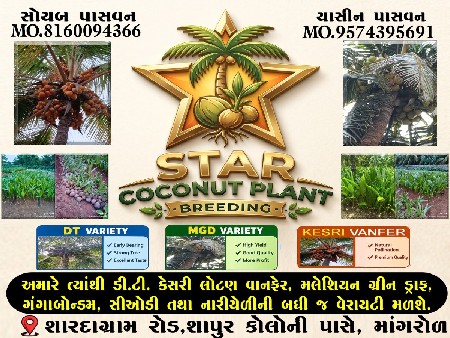 STAR COCONUT PLANTS
