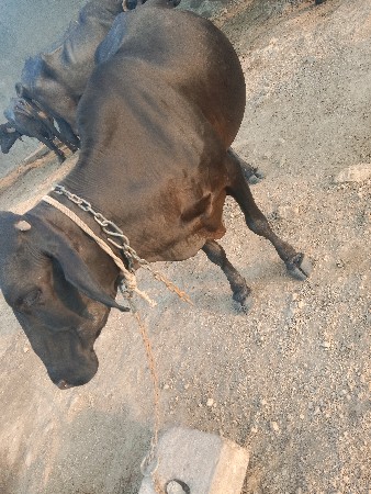 ગાય જરશી વેશવાની છે