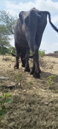 ખળેલી વેચવાની છે