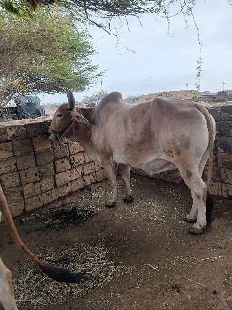 બળદ