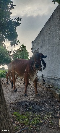 ગોઢલા વેચવા ના સે