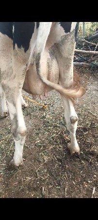 ગાયવેશવાનિ છે