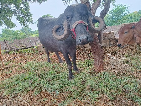 ખડાય દેવાની છે