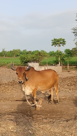 ગાય વહેંચવાની છે.