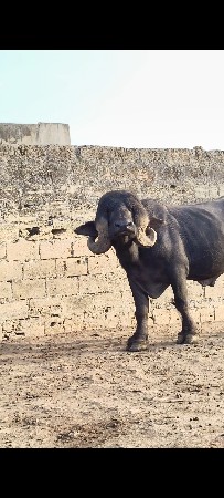 પાડો  વેચવાની છે જાફરાબાદી