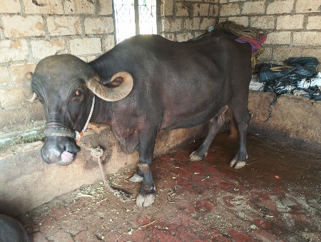 બે ભેસ વેચવાની છે