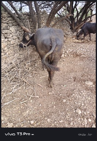 ભેંસ વેચવાની છે