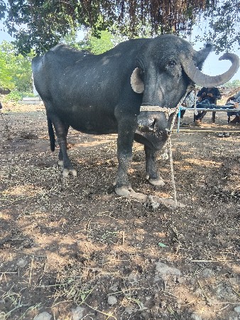 ભેંસ વેચવાની છે