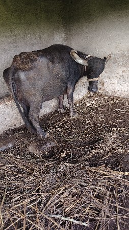 ભેંસ વેચવાની છે