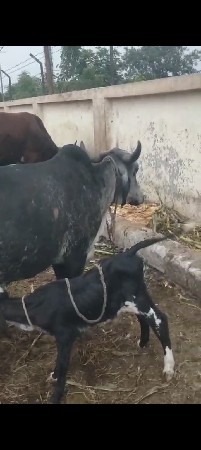 આ ગાય અજબેરી વેસવાની સે