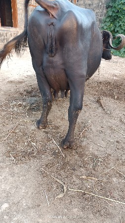 ભેંસ