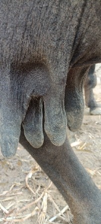 આ ભેંસ વેચવાની છે