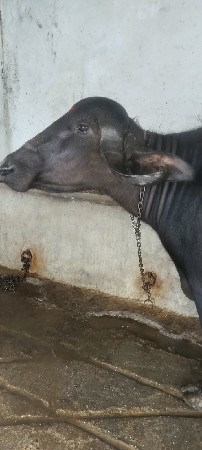 ખડેલી વેચવાની છે
