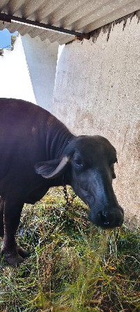 ભેંસ વેચવાની છે