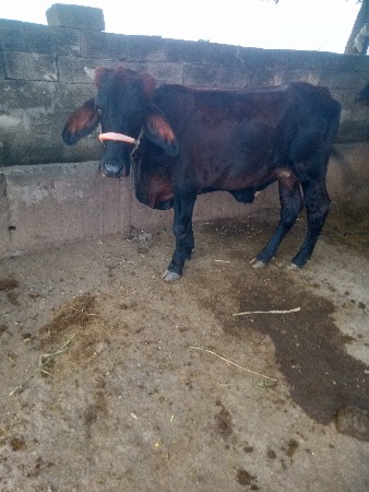 14 મહિના ની વાછરડી છે