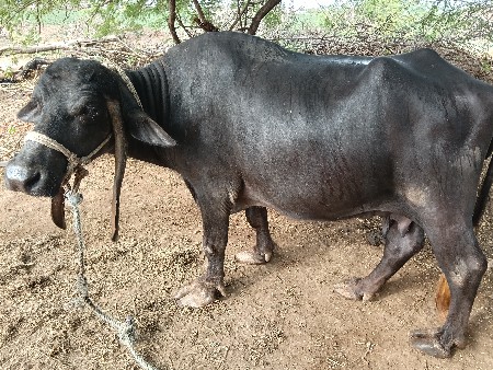 વેચવાની છે નંબર 6359289614