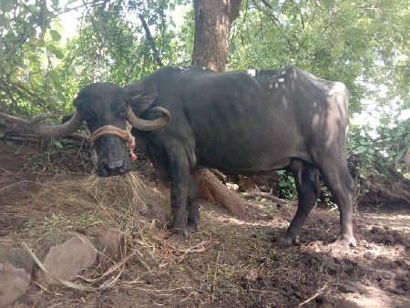 ભેંસ વેચવાની છે