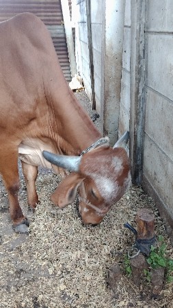 દેશી હોદકી દેવાની સે,