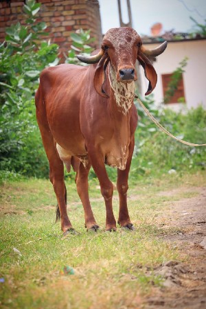 ટોપ બ્રીડ ગીર ગાય