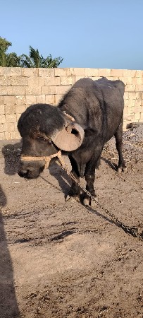 પાડો વેચવાનો છે